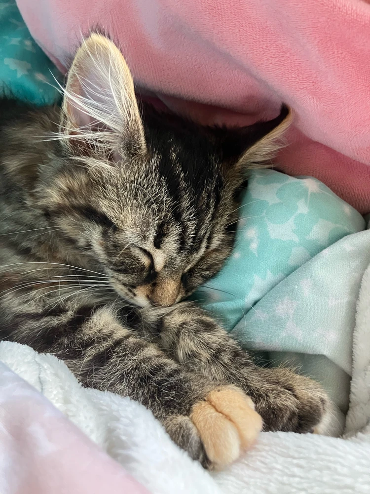 GIF качен от Genevieve