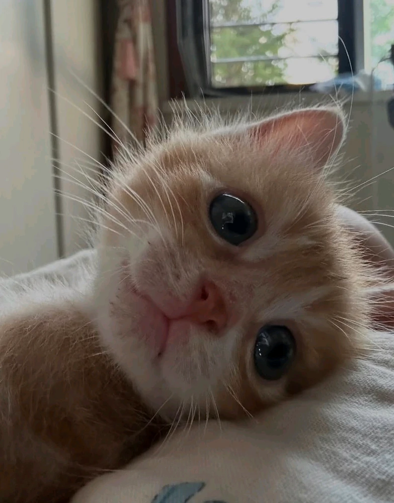 GIF качен от Karen