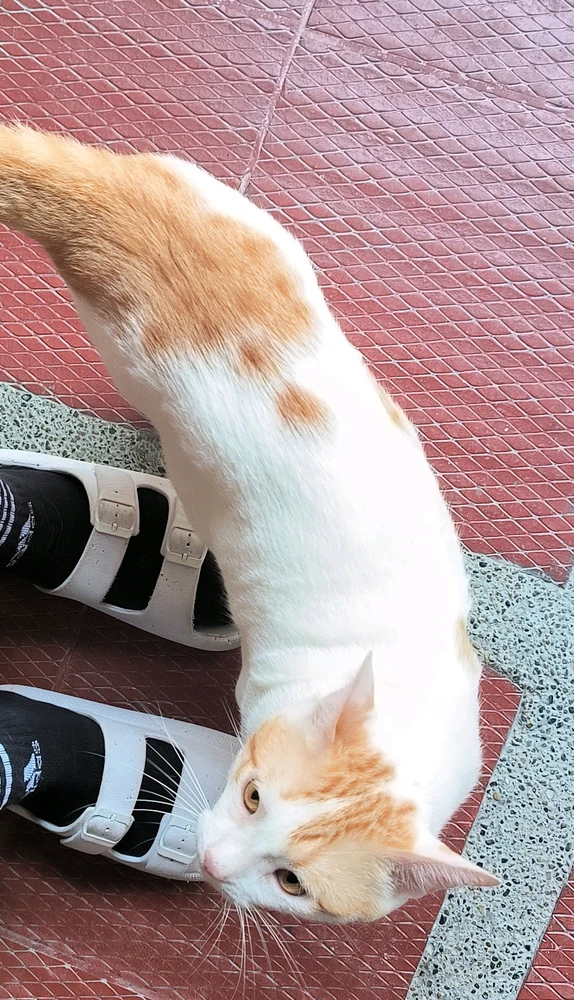 Cute cat following its mommy