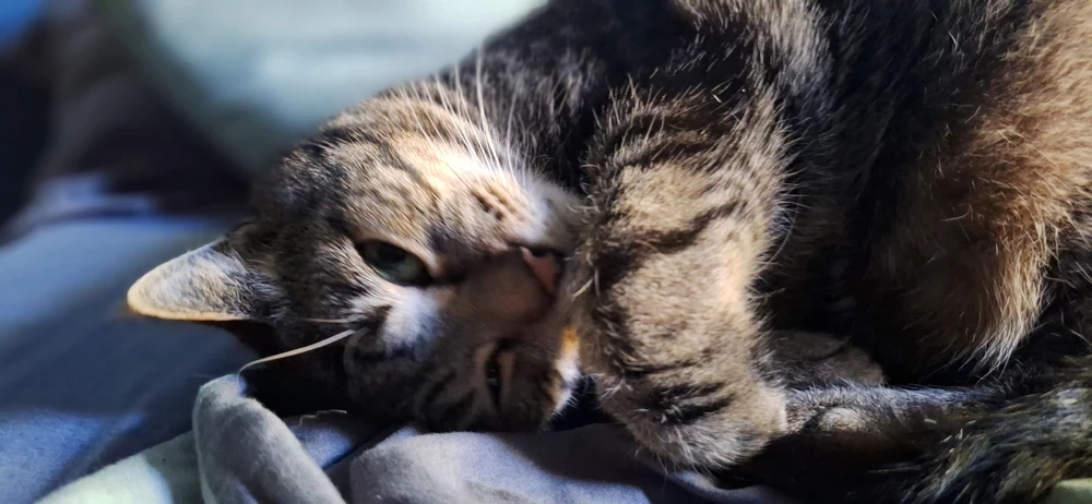GIF качен от Dimitri