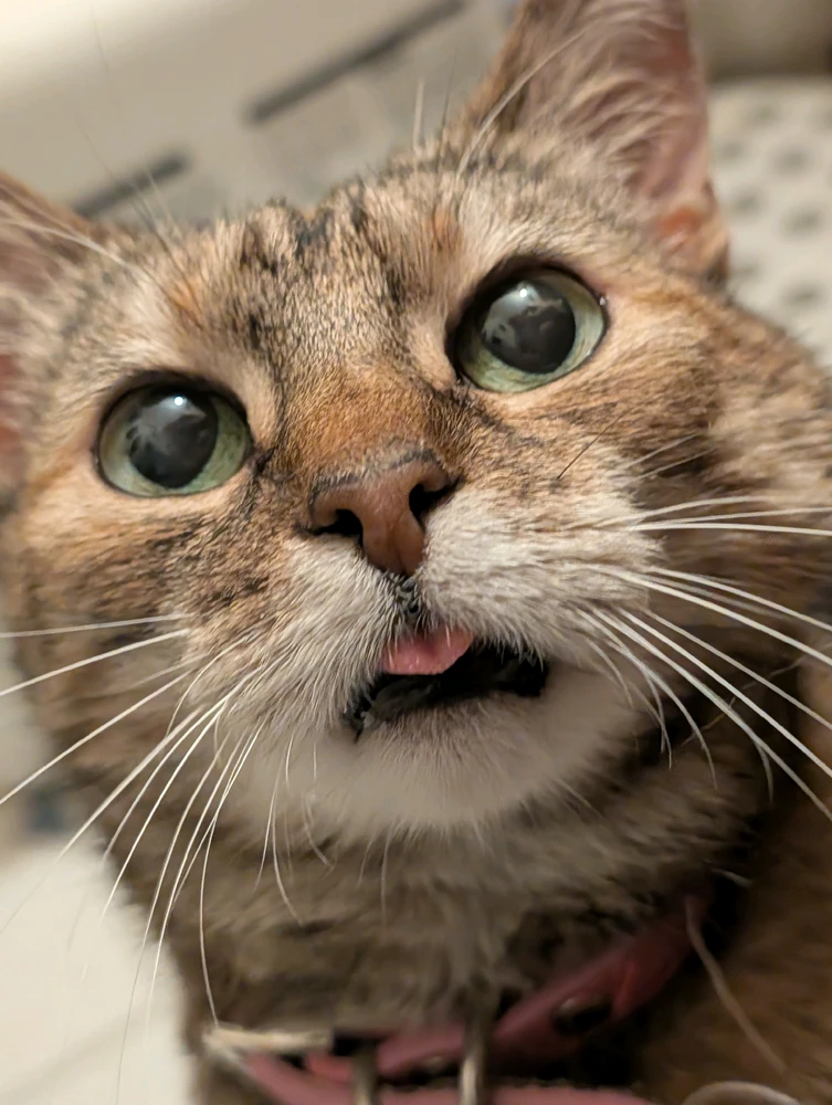 Onix上传的GIF