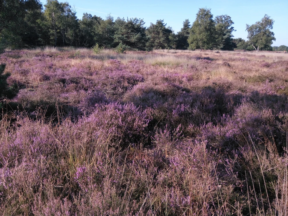 Image uploaded by Stijn