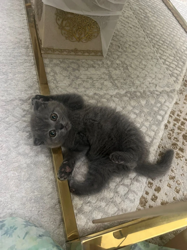 Prince Rahil 上傳的 GIF