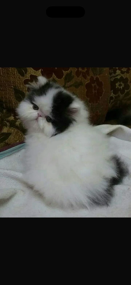 Abdo erabiltzaileak igotako GIFa