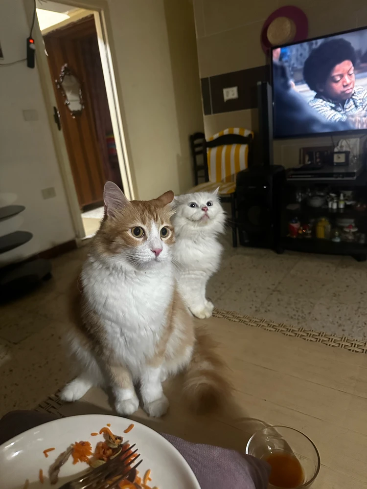 Gigi 上傳的 GIF