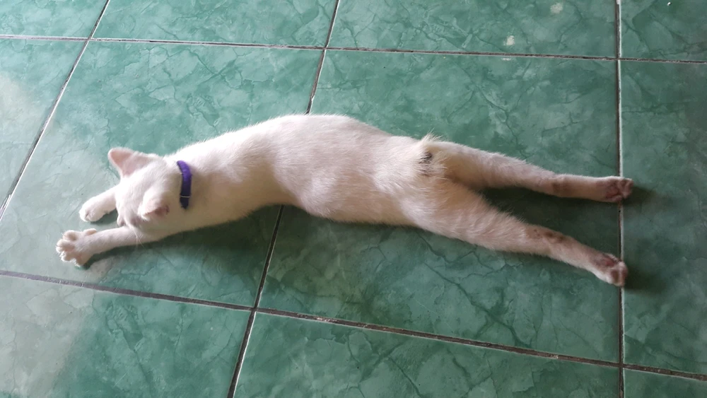 Rindu Qinshan erabiltzaileak igotako GIFa