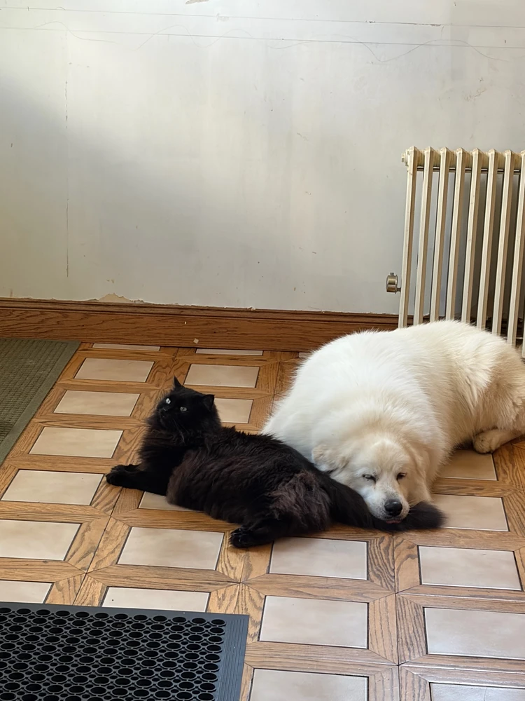 Erin L 上傳的 GIF