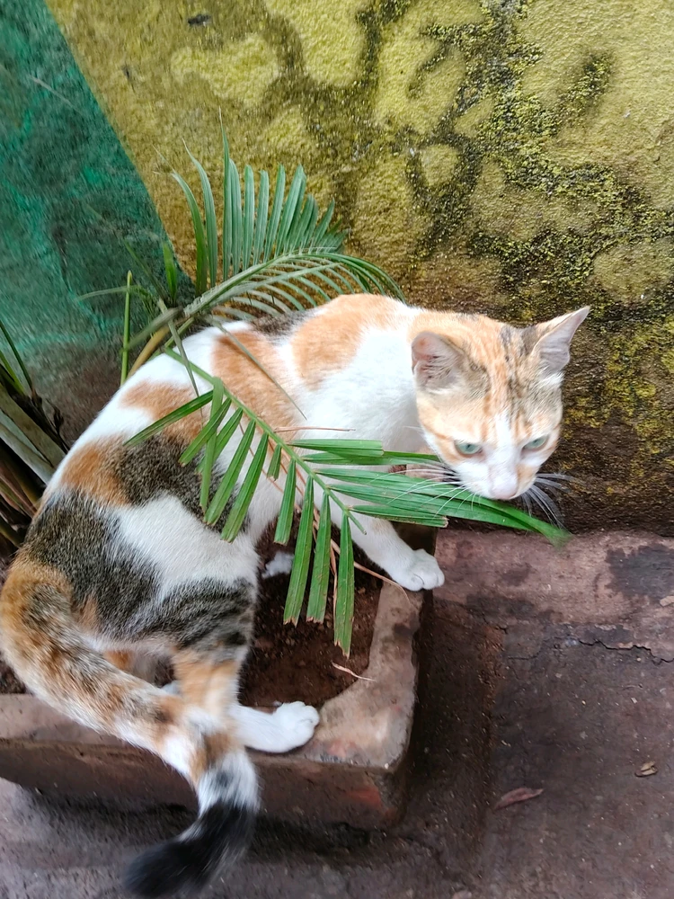 Arya द्वारा अपलोड की गई तस्वीर