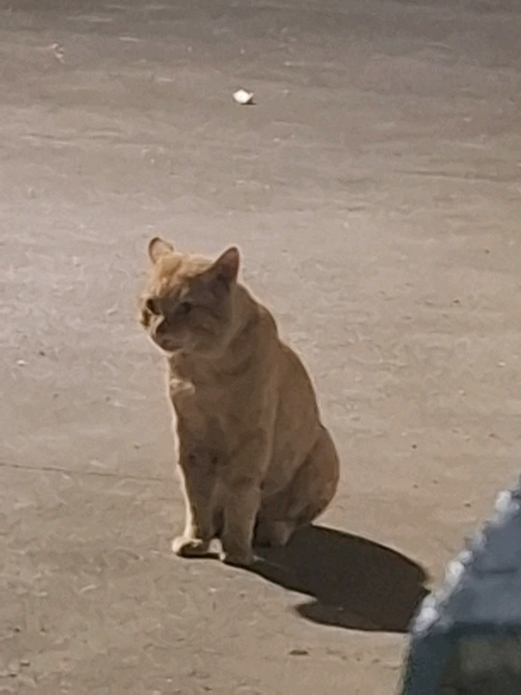 Dhyey Patel 上傳的 GIF