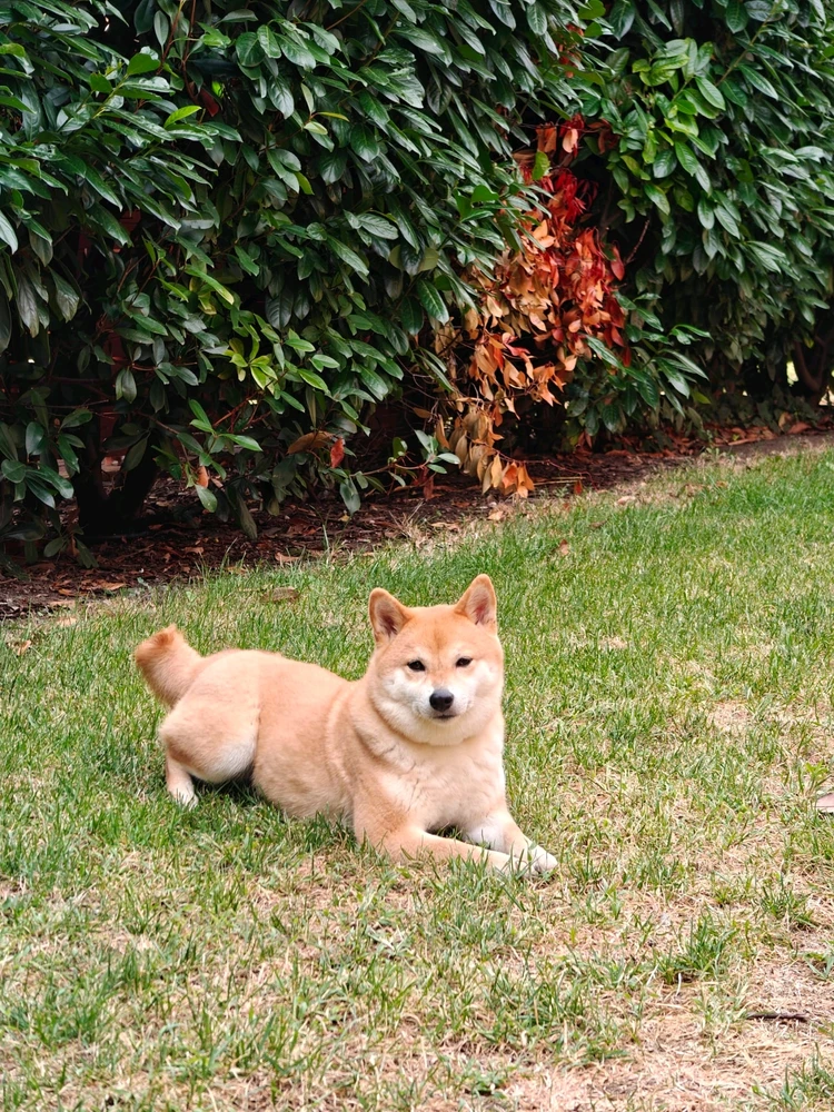 GIF жүктеген ꨄ𝐃ꨄ