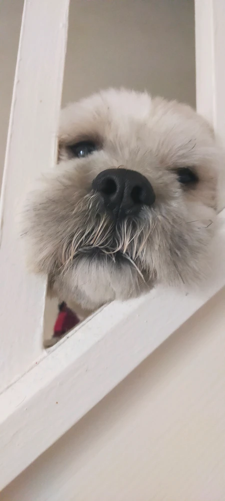 Sid上传的GIF