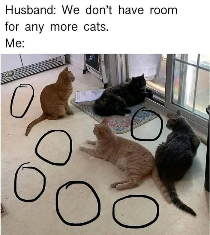 Cat-a-strophe द्वारा अपलोड किया गया GIF