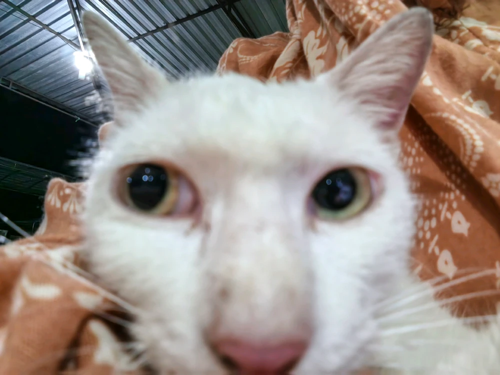 GIF uploaded by Rindu Qinshan