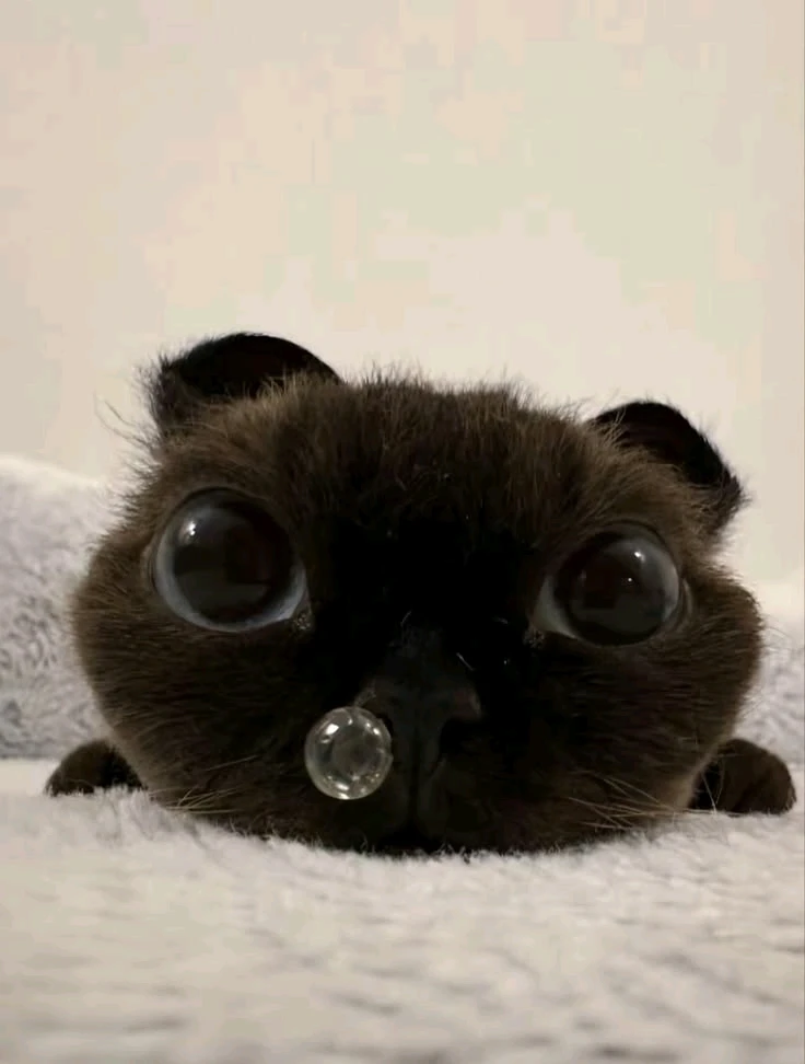reet 上傳的 GIF
