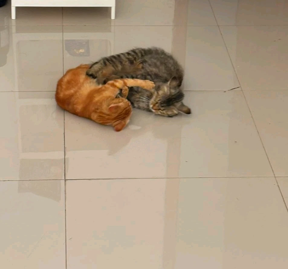 Ivon上传的GIF