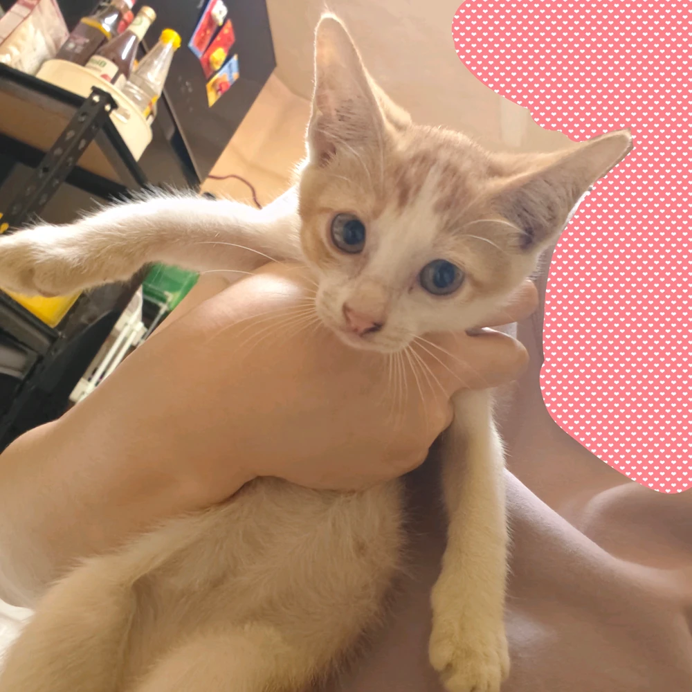Image uploaded by Sylris