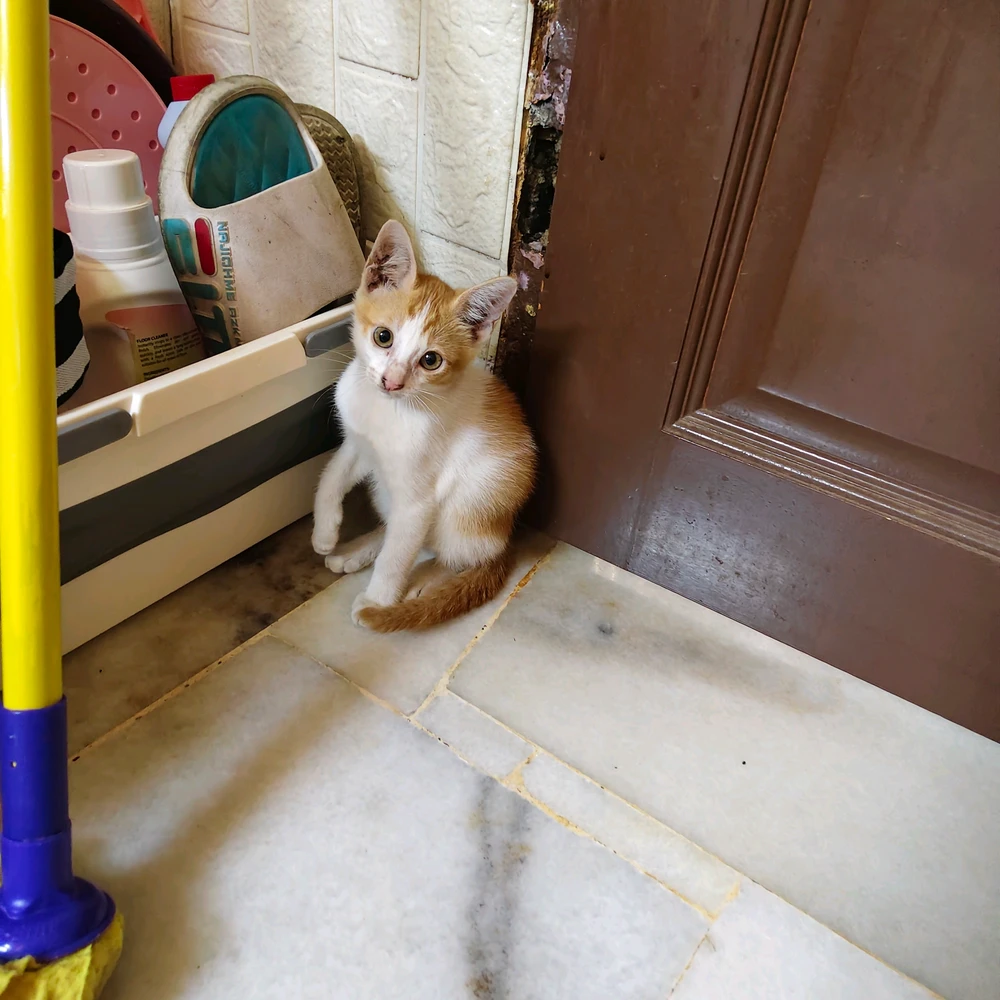 Image uploaded by Sylris