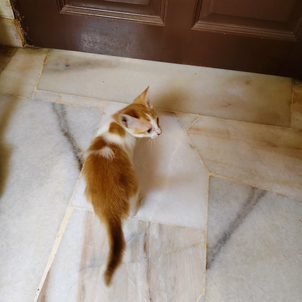 Image uploaded by Sylris