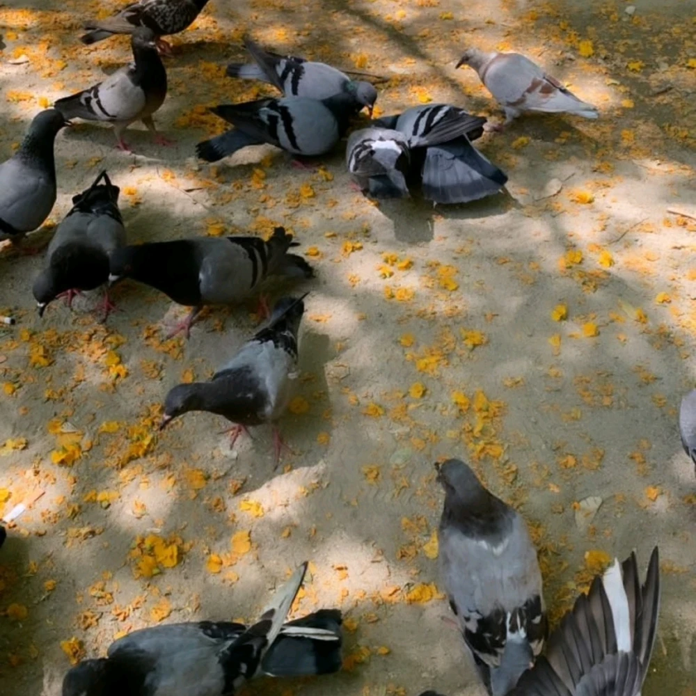 Image uploaded by Ankit Kumar
