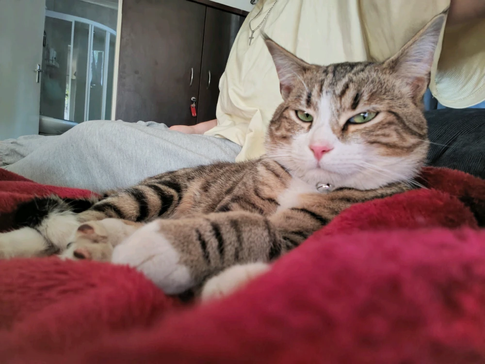 GIF uploaded by Chelsea