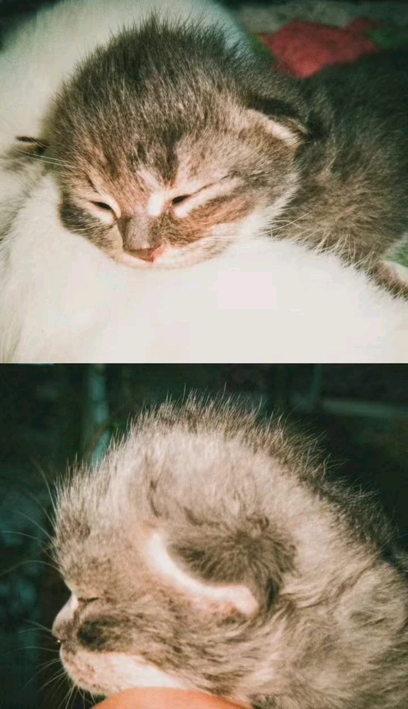 GIF uploaded by sephia