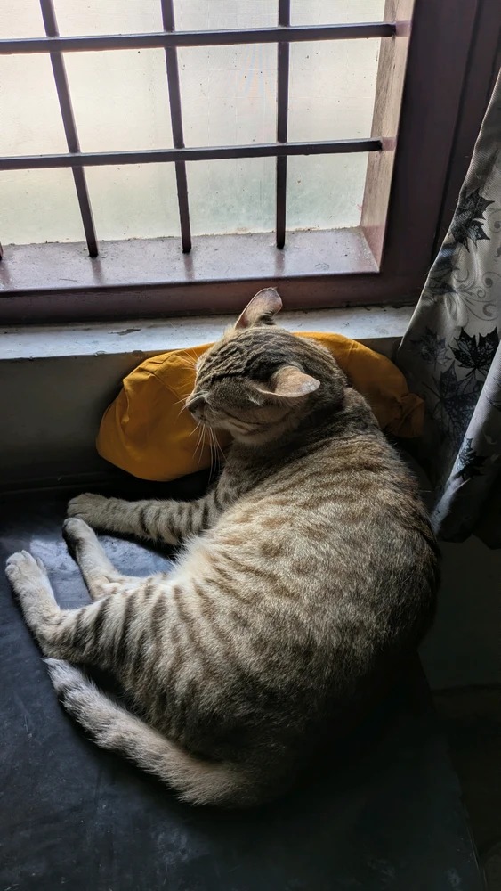 GIF yakaiswa naPurrp