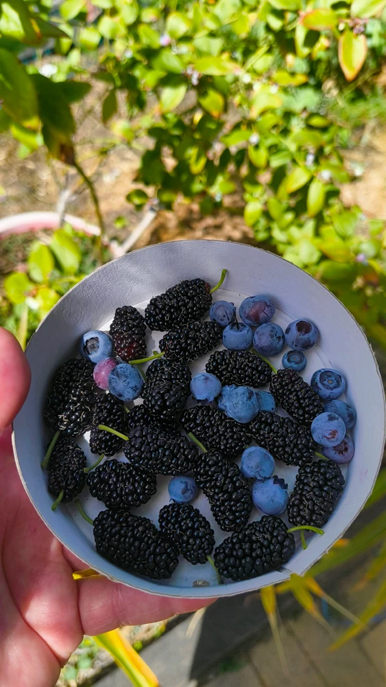 由Trilby上传的图片