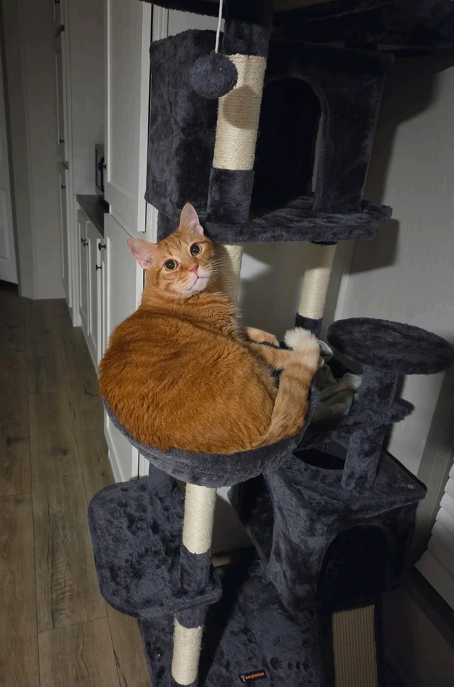 GIF uploaded by Tabetha