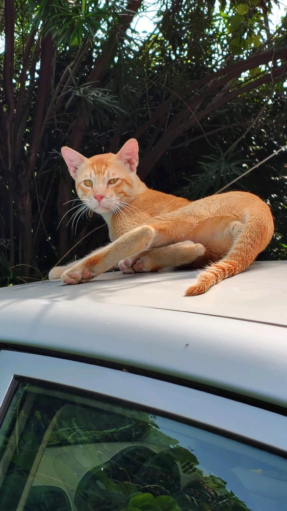 GIF הועלה על ידי Gursimranpreet Singh