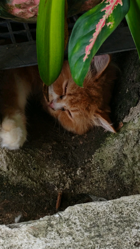 Zuhier 上傳的 GIF