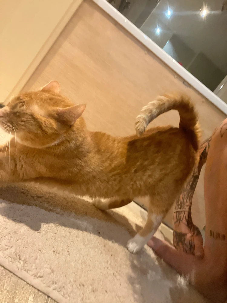 Ombi上传的GIF