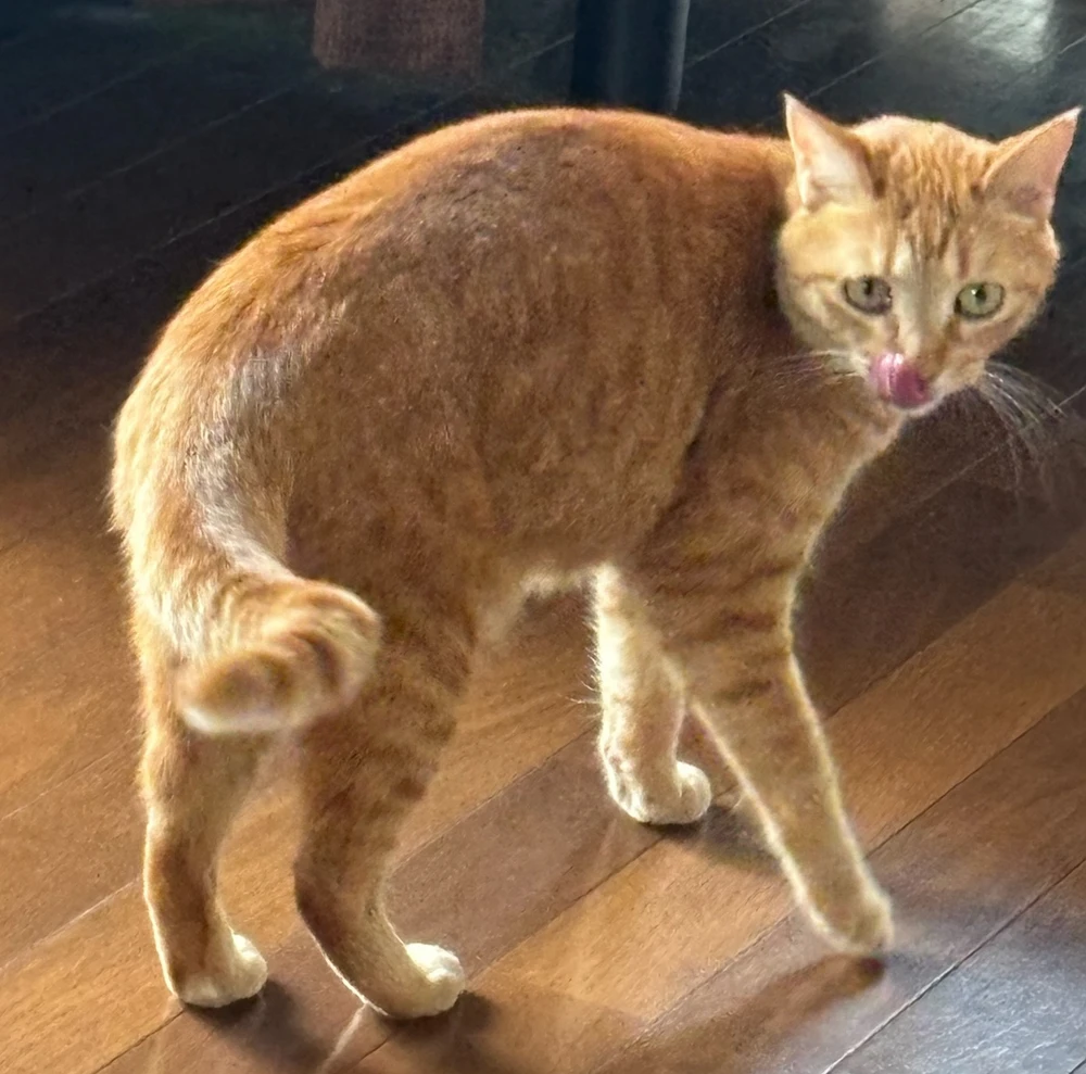 Haru 上傳的 GIF