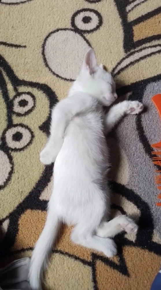 Iago上传的GIF