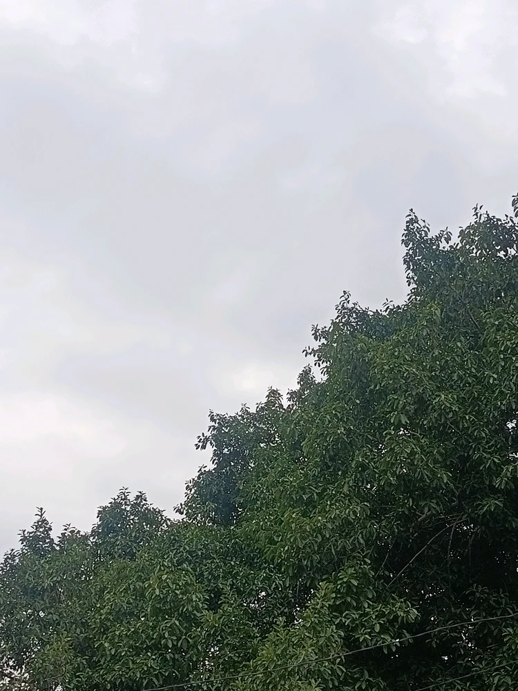 Nil上传的GIF