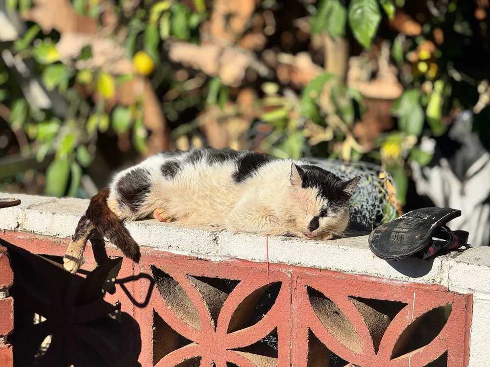 Rebeca上传的GIF
