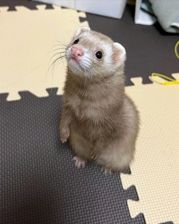 Laili上传的GIF
