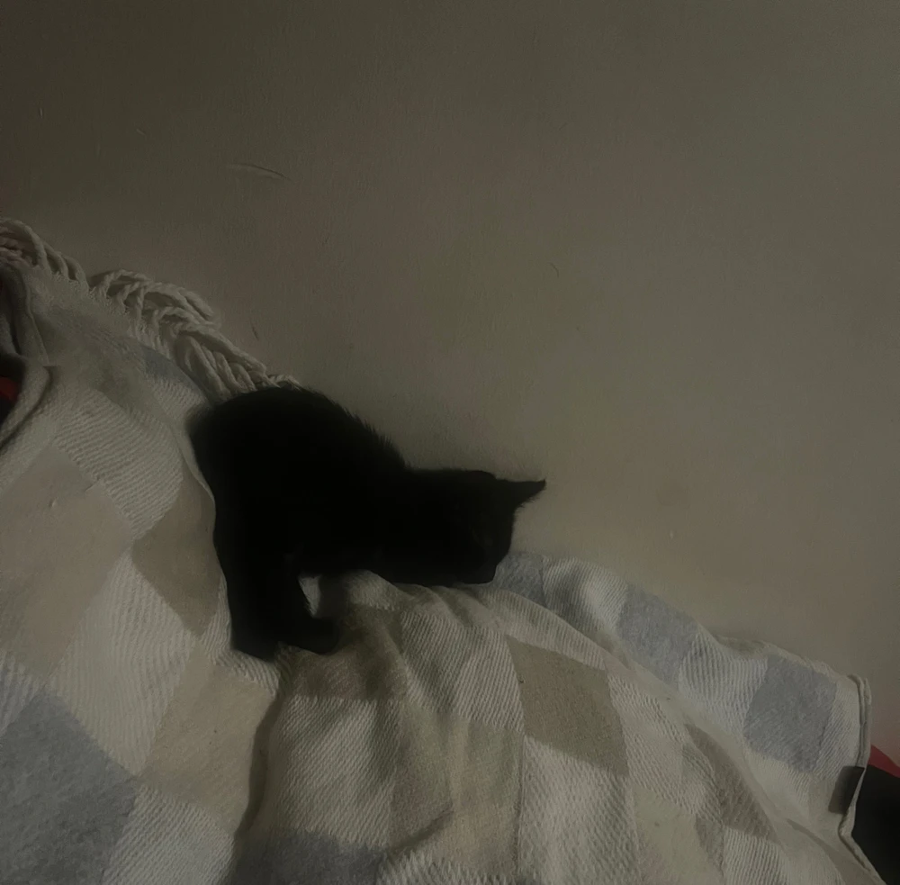 Iara tomonidan yuklangan GIF