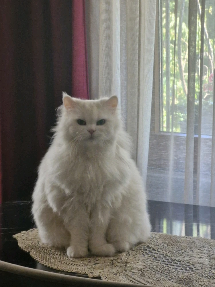 GIF tí shaheer gbé sókè