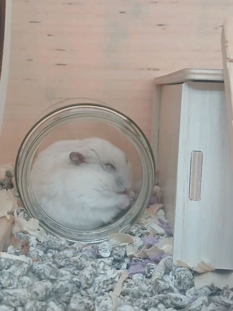 Stef байршуулсан GIF