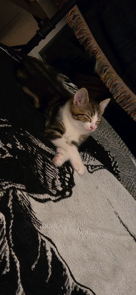 GIF tí Moondoggy gbé sókè