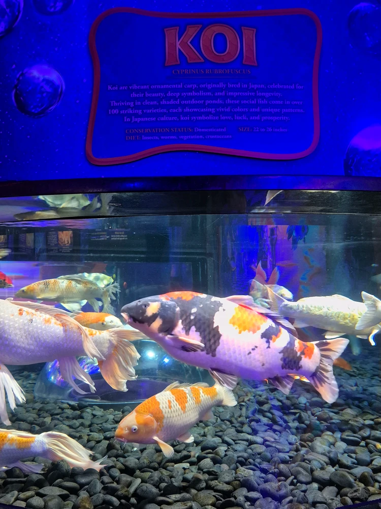 由Niki上传的图片