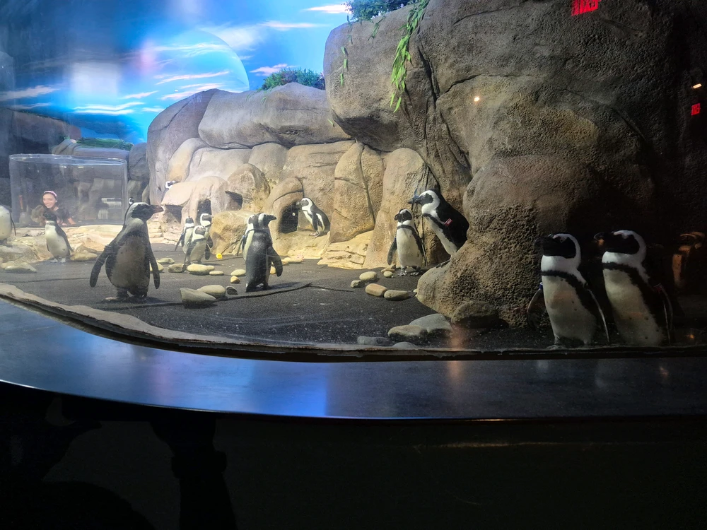 由Niki上传的图片