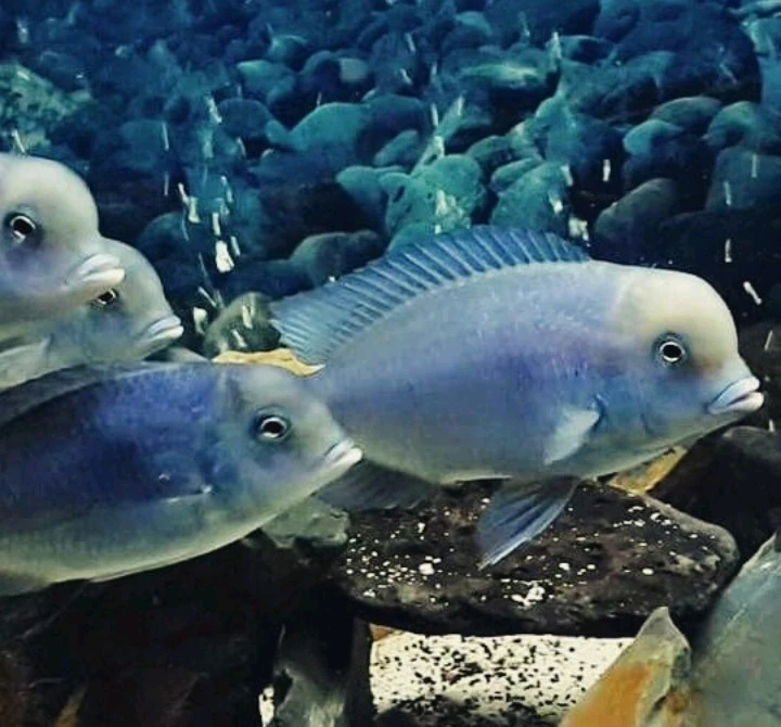 Image uploaded by Heper