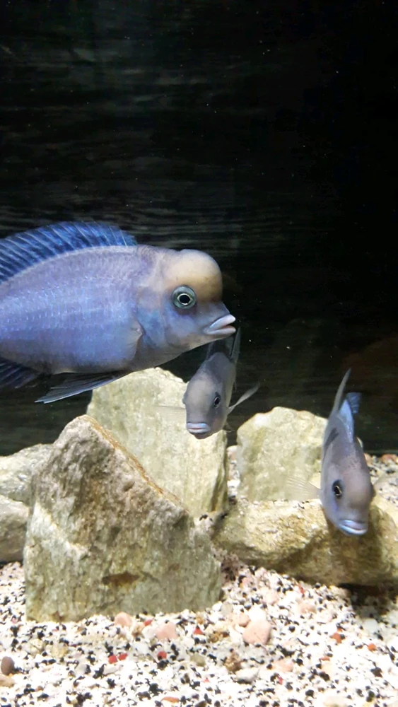 Image uploaded by Heper