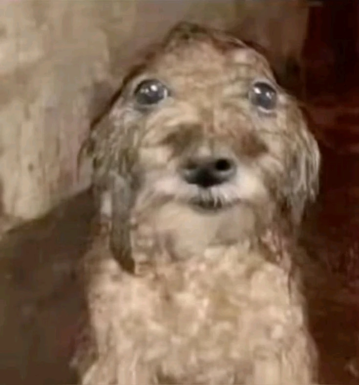 Joc上传的GIF