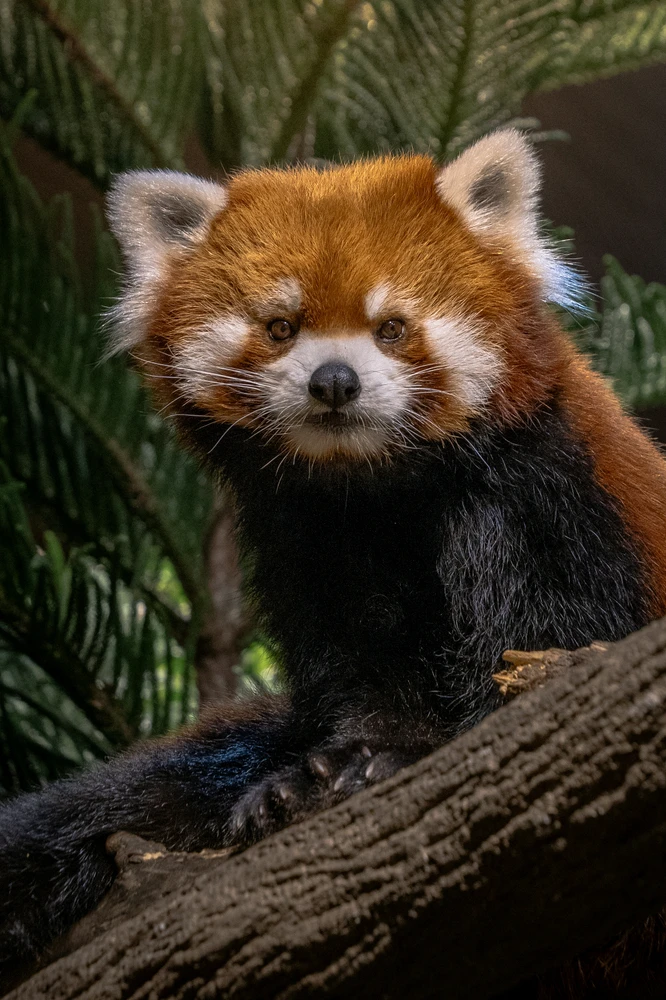 GIF uploaded by Hao Wen