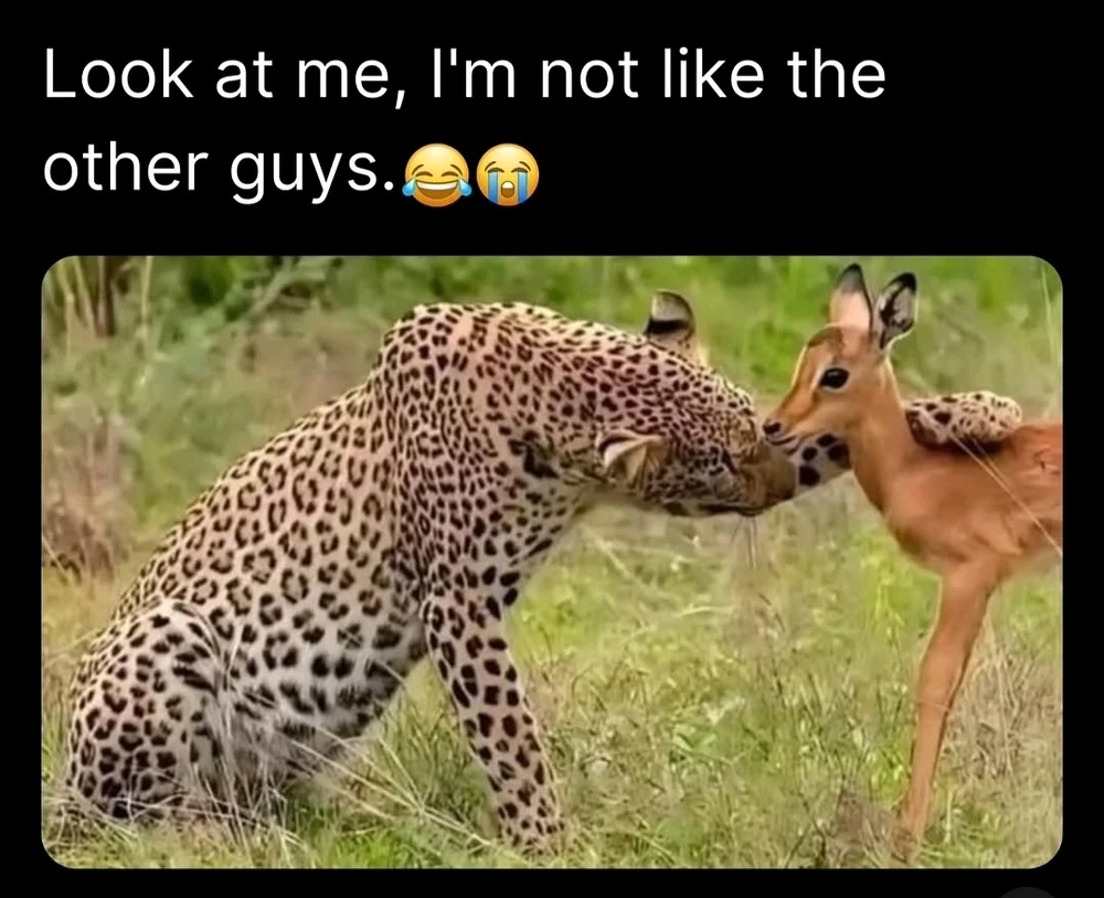 Miki上传的GIF