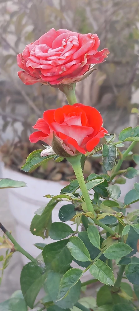 Akansha上传的GIF