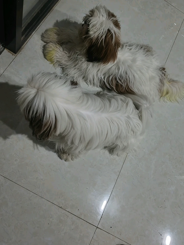 Vaibhav上传的GIF
