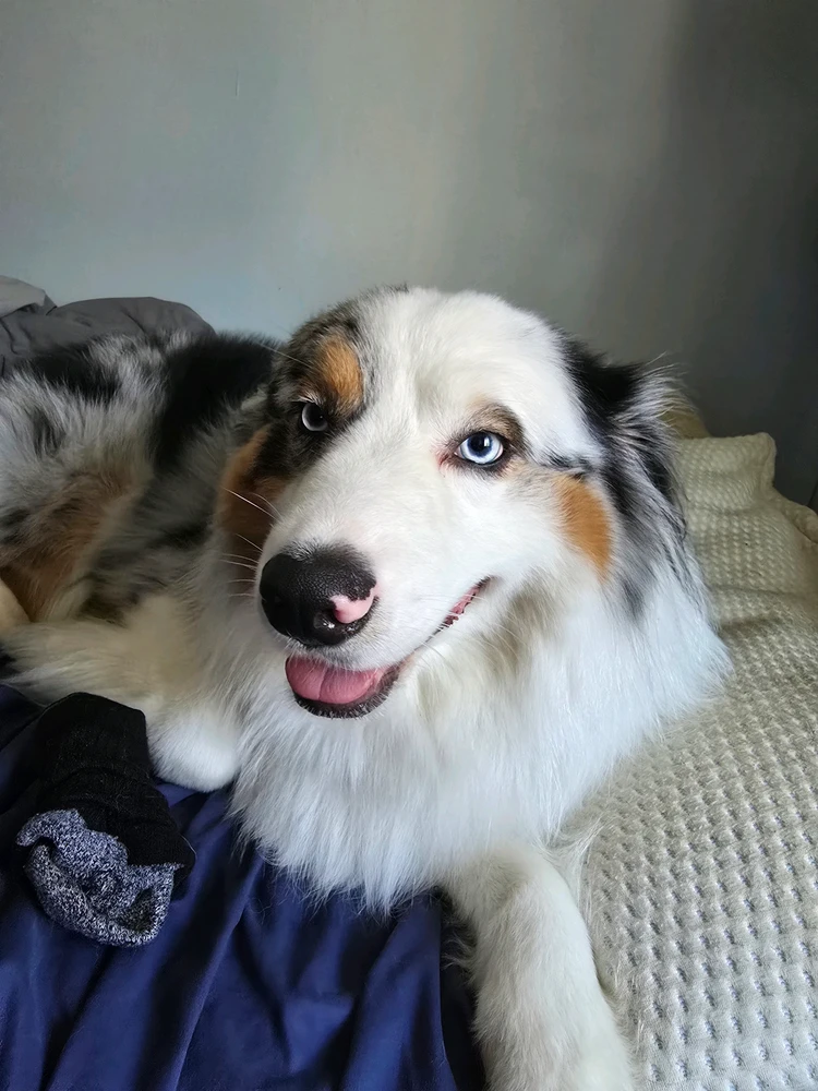 GIF naložil Kyle